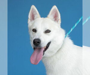 German Shepherd Dog Dogs for adoption in Pasadena, CA, USA