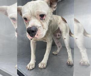 Boxer-Unknown Mix Dogs for adoption in San Antonio, TX, USA