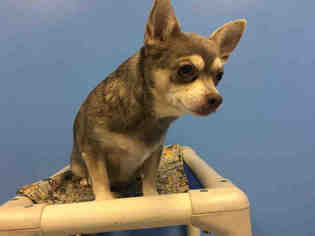 Chihuahua Dogs for adoption in Ames, IA, USA