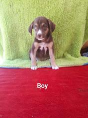 Medium Photo #1 Mutt Puppy For Sale in Dana Point, CA, USA