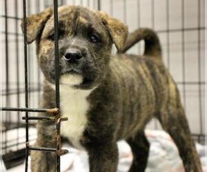Mutt Dogs for adoption in Bamberg, SC, USA