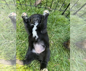 Medium Photo #1 Colonial Cocker Spaniel-Unknown Mix Puppy For Sale in Aurora, IN, USA