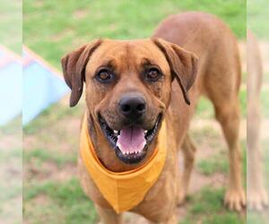 Labrador Retriever-Unknown Mix Dogs for adoption in San Antonio, TX, USA