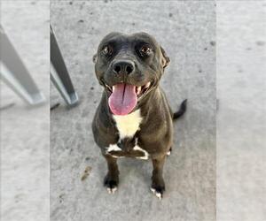 American Pit Bull Terrier-Unknown Mix Dogs for adoption in Conroe, TX, USA