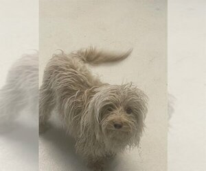 Lhasa Apso-Unknown Mix Dogs for adoption in Santa Cruz, CA, USA