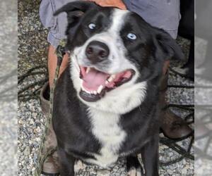 Border Collie Dogs for adoption in Bentonville, AR, USA
