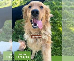 Golden Retriever Dogs for adoption in West Hollywood, CA, USA