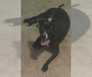Borador Dogs for adoption in PORT RICHEY, FL, USA