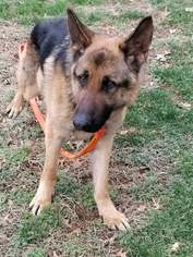 German Shepherd Dog Dogs for adoption in Gainesville, VA, USA