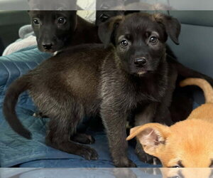 Shepradors Dogs for adoption in SHERBURNE, NY, USA