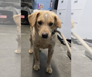 Mutt Dogs for adoption in Evansville, IN, USA