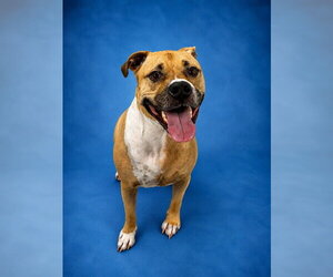 Labrador Retriever-Unknown Mix Dogs for adoption in Westminster, MD, USA