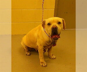 Mutt Dogs for adoption in Sanford, FL, USA