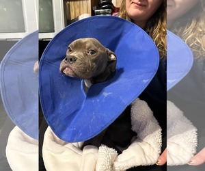 American Pit Bull Terrier-Unknown Mix Dogs for adoption in Harrisburg, PA, USA
