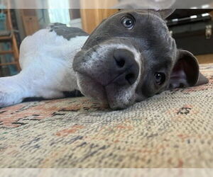 American Pit Bull Terrier-Unknown Mix Dogs for adoption in Fort Collins, CO, USA