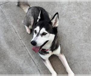 Siberian Husky-Unknown Mix Dogs for adoption in Martinez, CA, USA