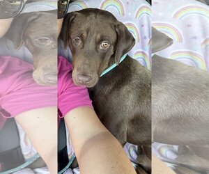 Labrador Retriever-Unknown Mix Dogs for adoption in Bedford, VA, USA