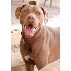 Medium Photo #1 Chocolate Labrador retriever-Unknown Mix Puppy For Sale in Austin, TX, USA