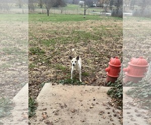 Mutt Dogs for adoption in Fairfield, IL, USA