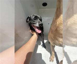 Chihuahua-Unknown Mix Dogs for adoption in Houston, TX, USA
