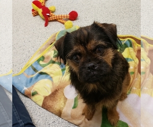 Brussels Griffon Dogs for adoption in FAIRLAWN, OH, USA