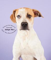 Mutt Dogs for adoption in Columbus, GA, USA