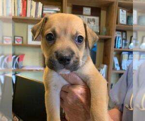 Black Mouth Cur Dogs for adoption in Freeport, FL, USA