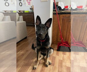 German Shepherd Dog-Norwegian Elkhound Mix Dogs for adoption in Minneapolis, MN, USA