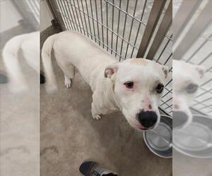 American Pit Bull Terrier-Unknown Mix Dogs for adoption in Jackson, CA, USA