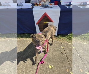 American Staffordshire Terrier Dogs for adoption in Bardstown, KY, USA