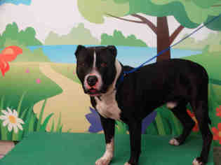 American Pit Bull Terrier-Unknown Mix Dogs for adoption in Waco, TX, USA