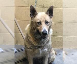 German Shepherd Dog Dogs for adoption in Stockton, CA, USA