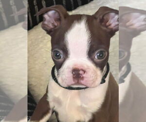Boston Terrier-Unknown Mix Dogs for adoption in Raleigh, NC, USA