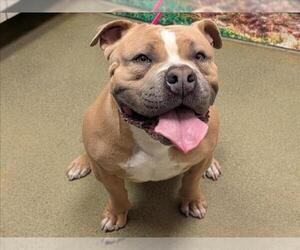 American Pit Bull Terrier-Unknown Mix Dogs for adoption in Moreno Valley, CA, USA