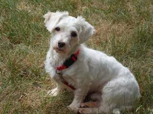 Maltese Dogs for adoption in Tonawanda , NY, USA