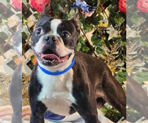 Boston Terrier Dogs for adoption in Bon Carbo, CO, USA