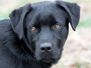 Labrador Retriever Dogs for adoption in Cookeville, TN, USA