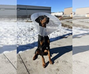 Doberman Pinscher Dogs for adoption in Omaha, NE, USA