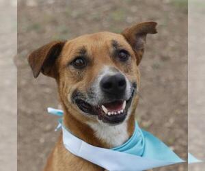Mutt Dogs for adoption in San Antonio, TX, USA