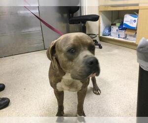 American Pit Bull Terrier Dogs for adoption in Riverside, CA, USA