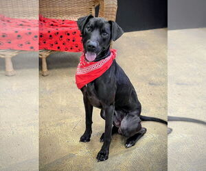 Mutt Dogs for adoption in Rockaway, NJ, USA