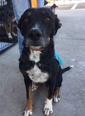 Border-Aussie Dogs for adoption in Millville, UT, USA