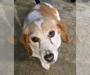 Beagle Dogs for adoption in Woodsfield, OH, USA