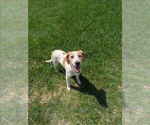 American Foxhound-Unknown Mix Dogs for adoption in Grovetown, GA, USA