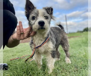 Mutt Dogs for adoption in Boonton, NJ, USA