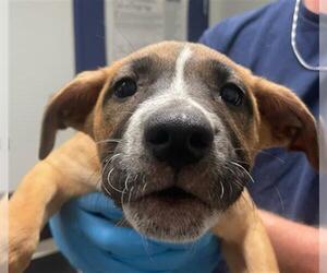 American Pit Bull Terrier-Unknown Mix Dogs for adoption in Bakersfield, CA, USA