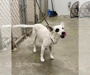 Mutt Dogs for adoption in Rosenberg, TX, USA