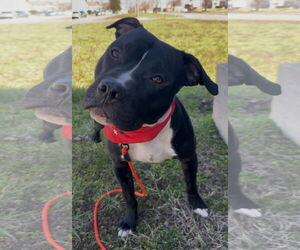 American Pit Bull Terrier-Unknown Mix Dogs for adoption in Germantown, OH, USA