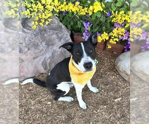 Mutt Dogs for adoption in Oklahoma City, OK, USA