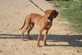 Redbone Coonhound Dogs for adoption in Jackson, MS, USA
